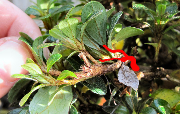 azalea bonsai branch